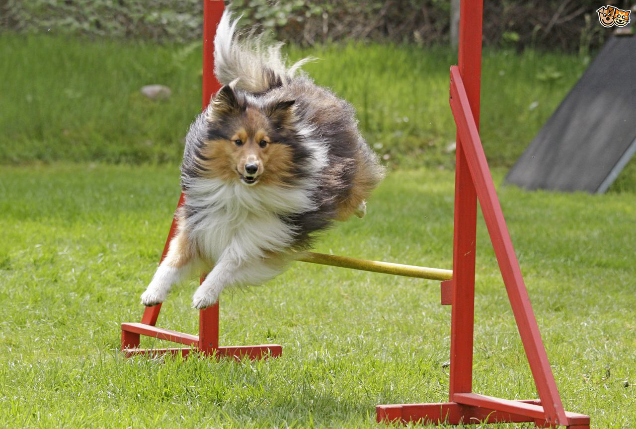 Dog agility course