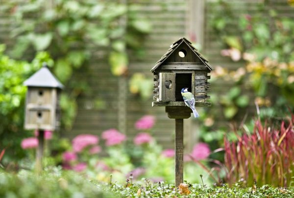 a bird peeping inside a nesting box in the garden