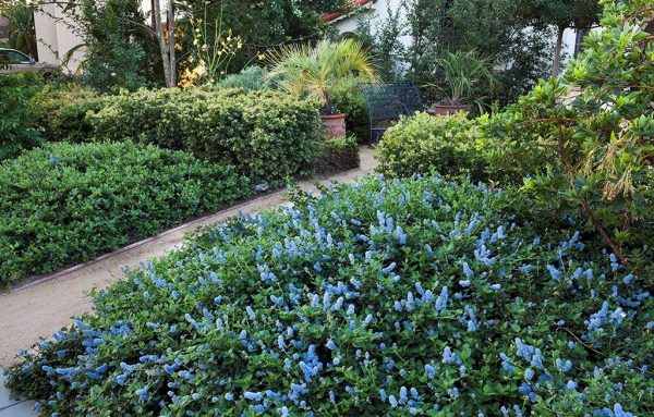 a garden filled with bushes and plants