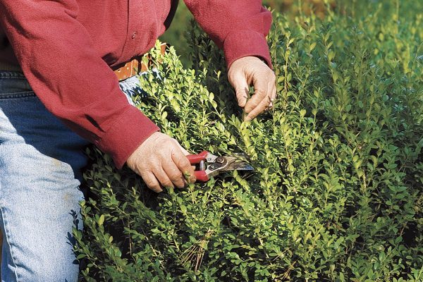 a man in red sweater pruning shrubs