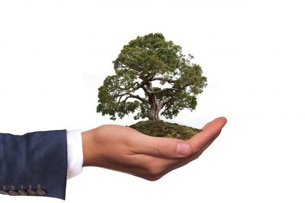 A miniature tree 